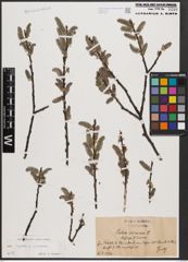 Foto von Salix caprea L. x Salix cinerea L.